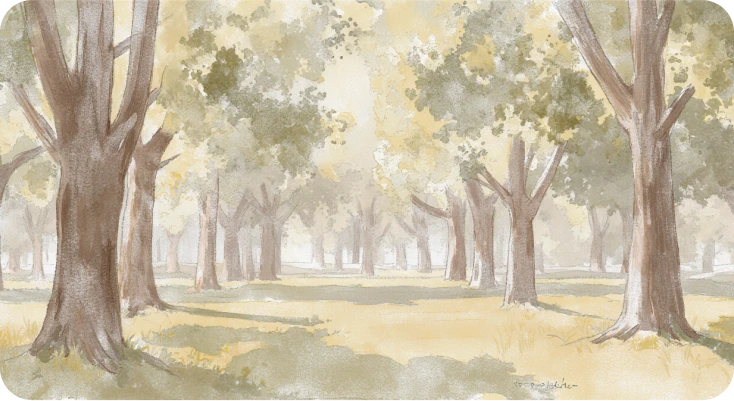 Peaceful forest for those thinking how to clear your mind